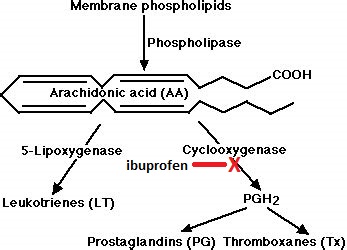 membrane arachidonate eicosanoids
